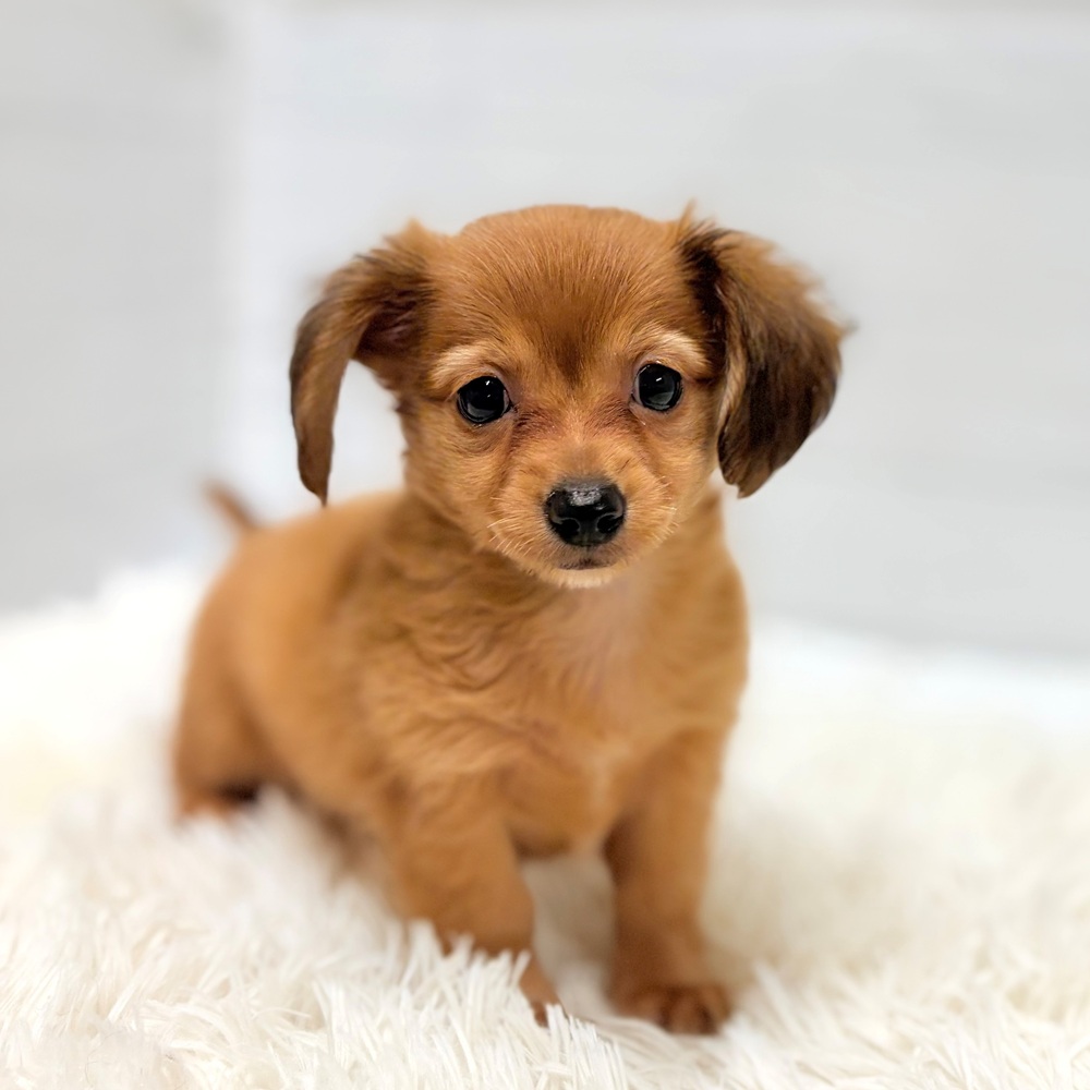 愛知県のチワックス(チワワ×ダックス) (犬の家＆猫の里豊田店/2026年5月31日生まれ/男の子/レッド)の子犬の3枚目の画像