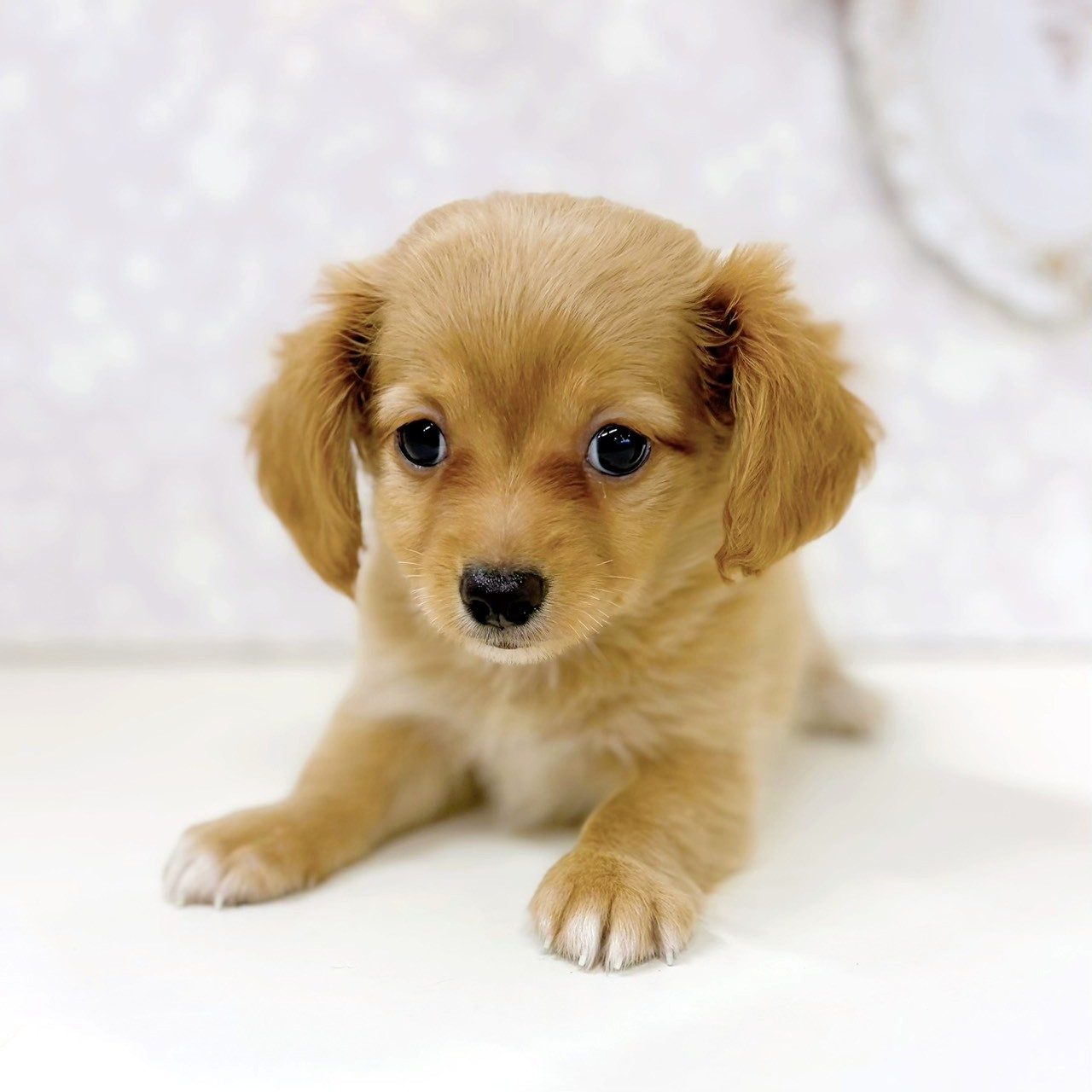 富山県のチワックス(チワワ×ダックス) (犬の家＆猫の里アミーゴ高岡蓮花寺店/2026年5月31日生まれ/女の子/レッド)の子犬の3枚目の画像