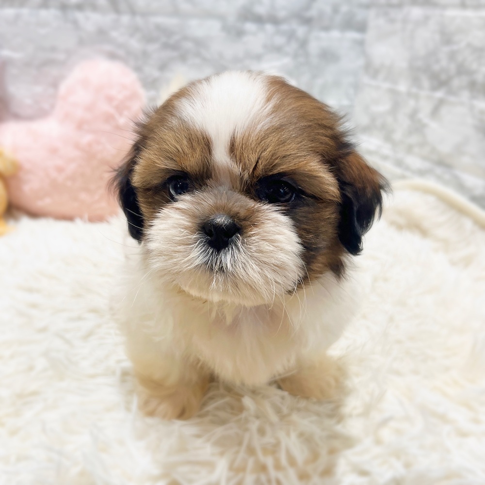 愛知県のシーズー (犬の家＆猫の里MiO香久山店/2026年6月7日生まれ/男の子/ゴールドホワイト)の子犬の3枚目の画像