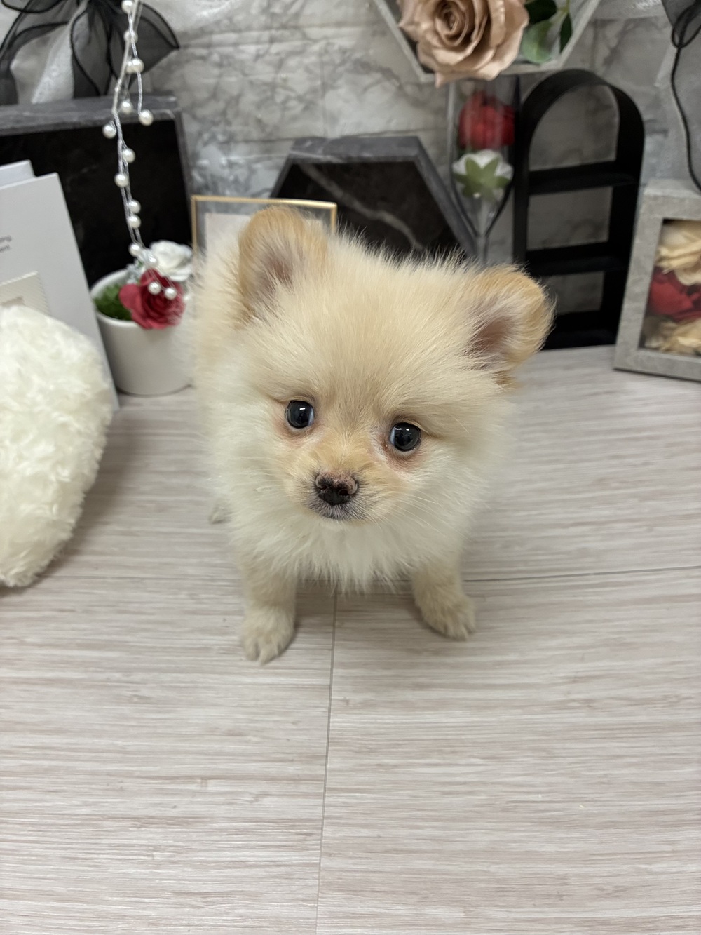 千葉県のポメラニアン (犬の家＆猫の里ワンズモール稲毛店/2026年6月8日生まれ/男の子/クリーム)の子犬の3枚目の画像