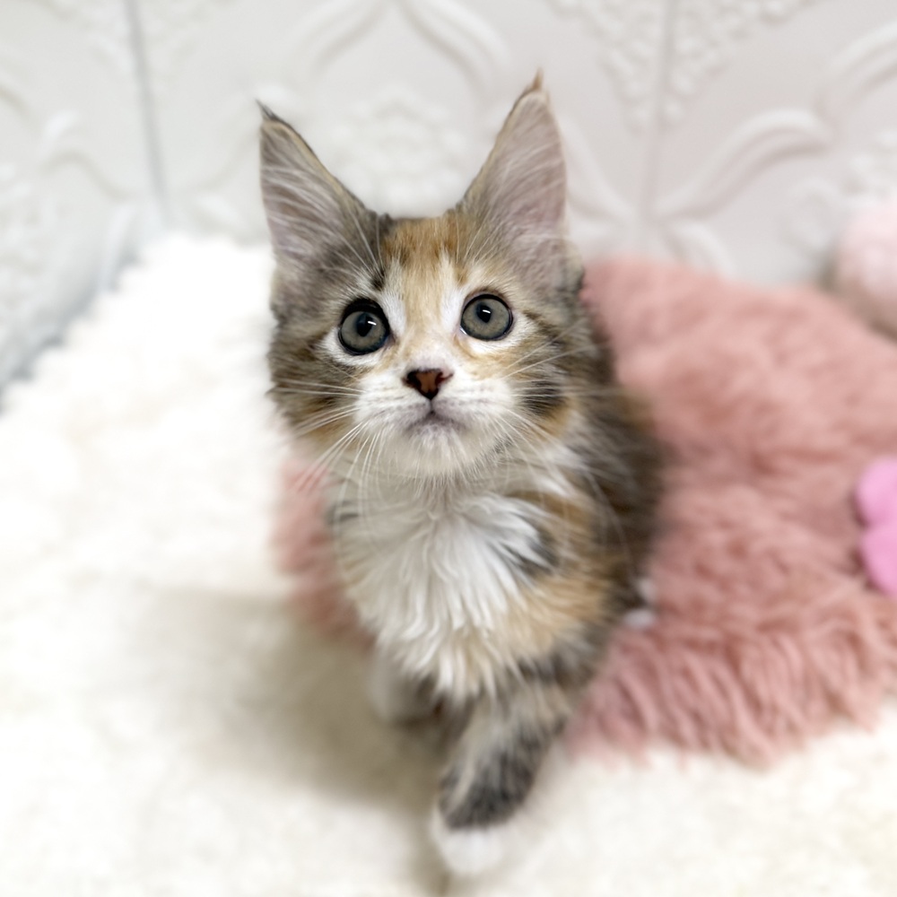 愛知県のメインクーン (犬の家＆猫の里岡崎店/2026年6月7日生まれ/女の子/ブラウンパッチドタビーホワイト)の子猫の3枚目の画像
