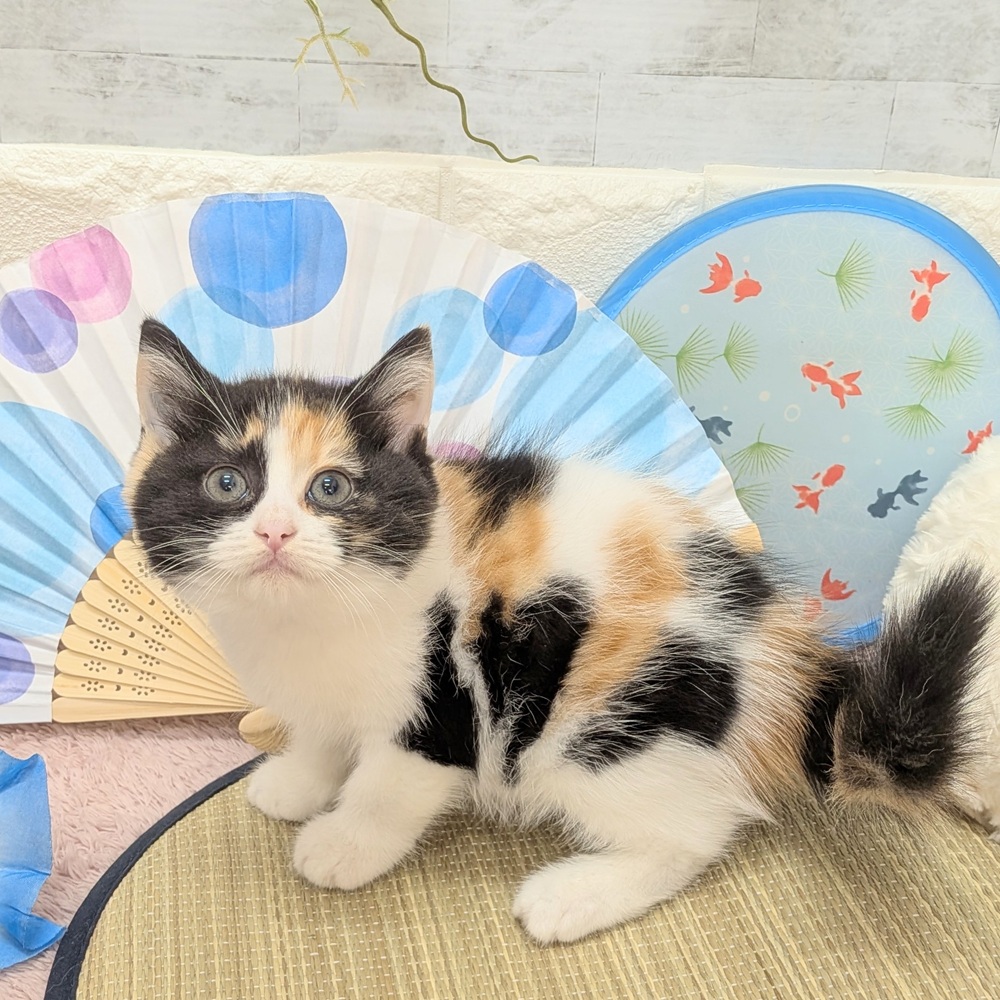 静岡県のマンチカン (犬の家＆猫の里プレ葉ウォーク浜北店/2026年6月9日生まれ/女の子/キャリコ)の子猫の3枚目の画像