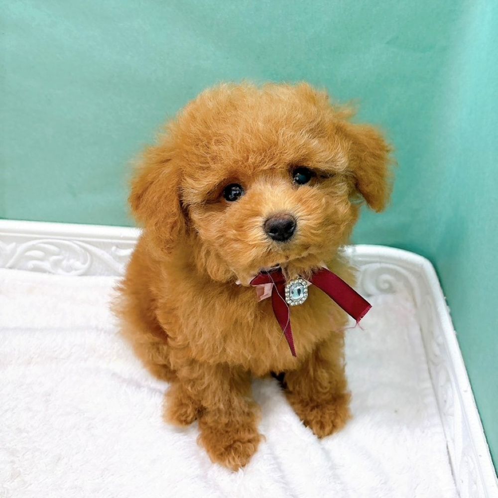 石川県のトイプードル(トイ) (犬の家＆猫の里アミーゴ金沢有松店/2026年6月9日生まれ/男の子/レッド)の子犬の3枚目の画像