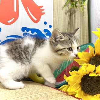 神奈川県のスコティッシュストレート (犬の家＆猫の里小田原店/2026年6月9日生まれ/女の子/ブラウンタビーホワイト)の子猫の3枚目の画像