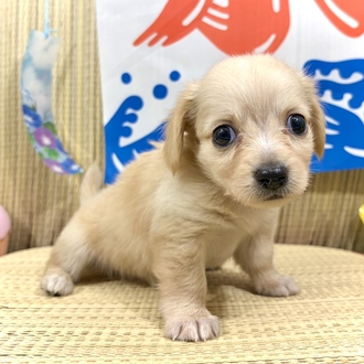 神奈川県のチワックス(チワワ×ダックス) (犬の家＆猫の里小田原店/2026年6月9日生まれ/男の子/イエロー)の子犬の3枚目の画像