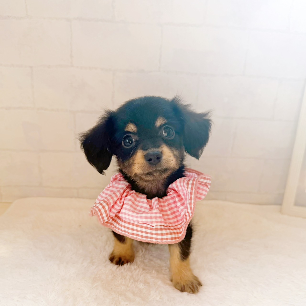 石川県のチワックス(チワワ×ダックス) (犬の家＆猫の里金沢店/2026年6月8日生まれ/女の子/ブラックタン)の子犬の3枚目の画像