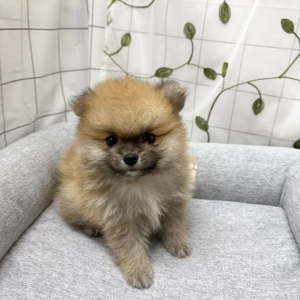 長野県のポメラニアン (犬の家＆猫の里塩尻店/2026年6月6日生まれ/男の子/オレンジ)の子犬の3枚目の画像