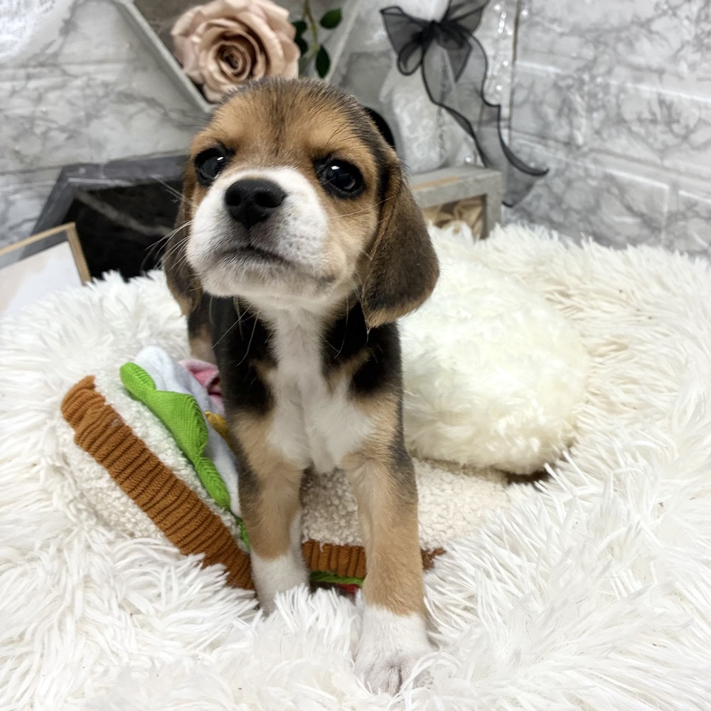 千葉県のビーグル (犬の家＆猫の里ワンズモール稲毛店/2026年6月6日生まれ/女の子/ブラックタンホワイト)の子犬の3枚目の画像