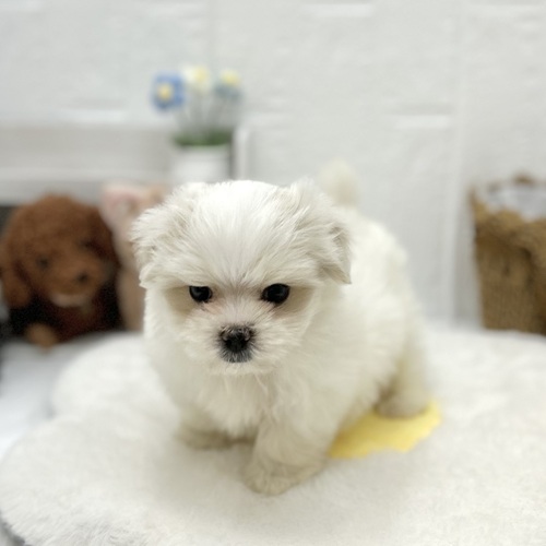 愛知県のマルチーズ (犬の家＆猫の里豊川インター店/2026年6月8日生まれ/男の子/ホワイト)の子犬の1枚目の画像