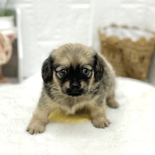 愛知県のチワックス(チワワ×ダックス) (犬の家＆猫の里豊川インター店/2026年6月6日生まれ/男の子/レッド)の子犬の3枚目の画像