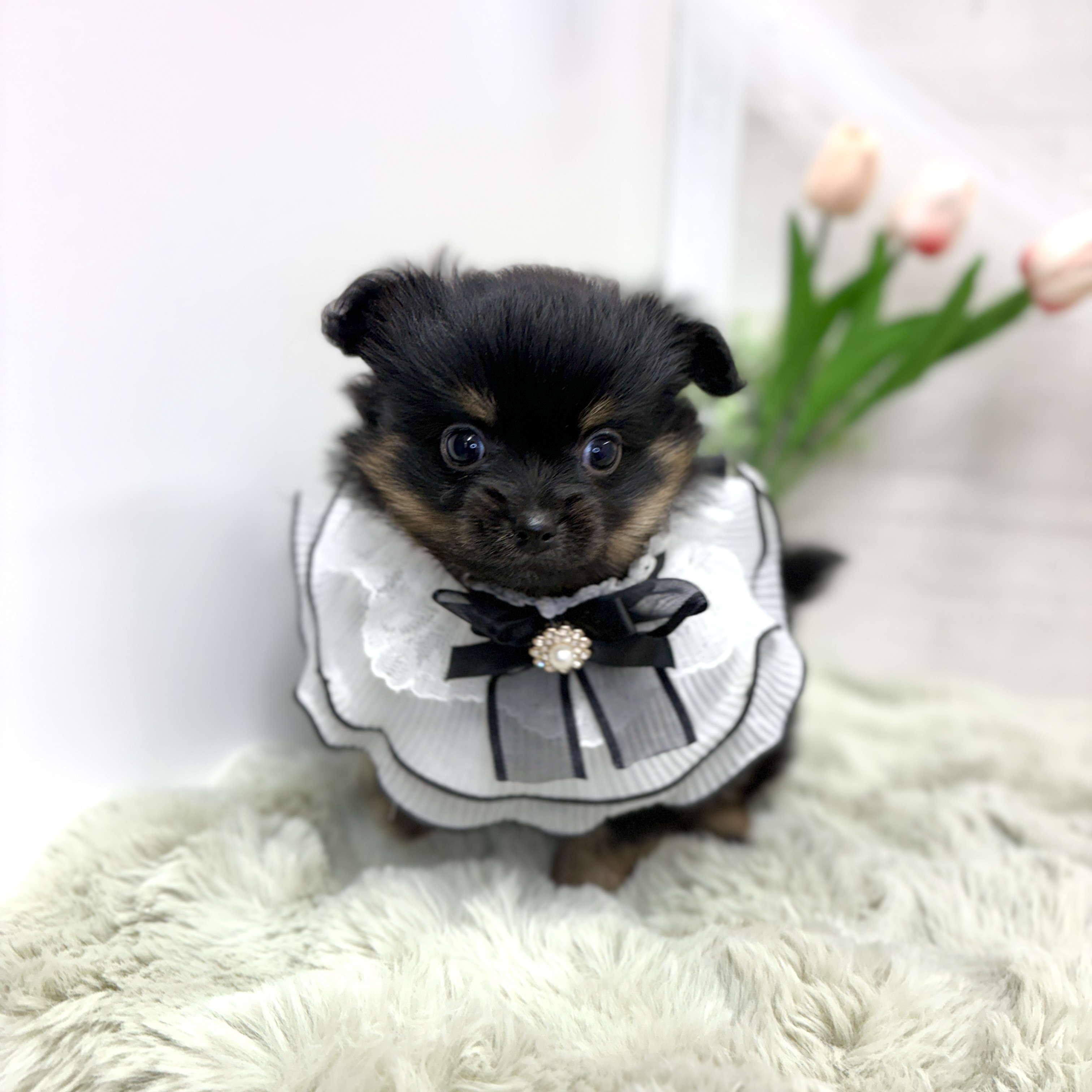 神奈川県のポメチワ/チワポメ/ポメチー(ポメラニアン×チワワ) (犬の家＆猫の里相模原店/2026年6月8日生まれ/女の子/ブラックタン)の子犬の3枚目の画像