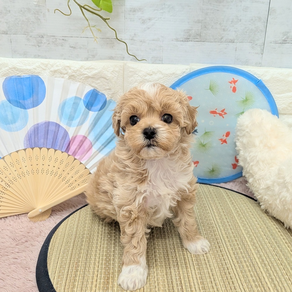 静岡県のマルプー(マルチーズ×プードル) (犬の家＆猫の里プレ葉ウォーク浜北店/2026年6月7日生まれ/女の子/アプリコット)の子犬の3枚目の画像