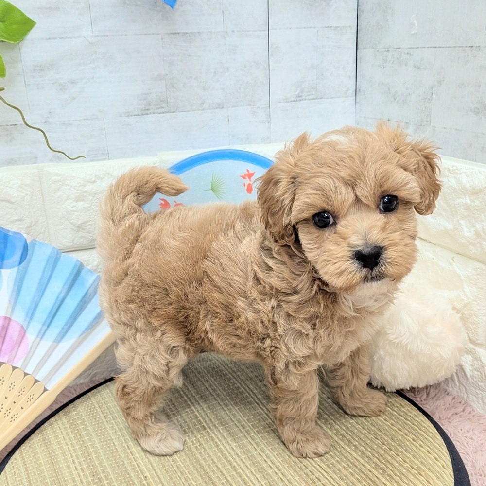 静岡県のマルプー(マルチーズ×プードル) (犬の家＆猫の里プレ葉ウォーク浜北店/2026年6月7日生まれ/女の子/アプリコット)の子犬の3枚目の画像