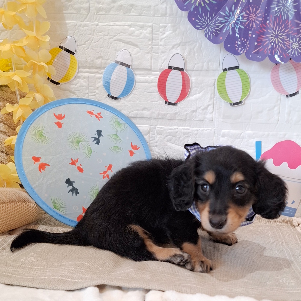 静岡県のミニチュアダックスフンド(ロング) (犬の家＆猫の里富士店/2026年6月7日生まれ/男の子/ブラックタン)の子犬の3枚目の画像