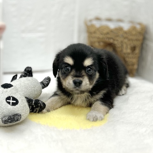 愛知県のチワックス(チワワ×ダックス) (犬の家＆猫の里豊川インター店/2026年6月8日生まれ/女の子/ブラックタン)の子犬の3枚目の画像