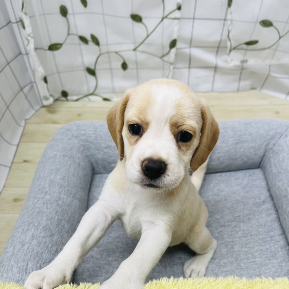 長野県のビーグル (犬の家＆猫の里塩尻店/2026年6月6日生まれ/女の子/レモンホワイト)の子犬の3枚目の画像