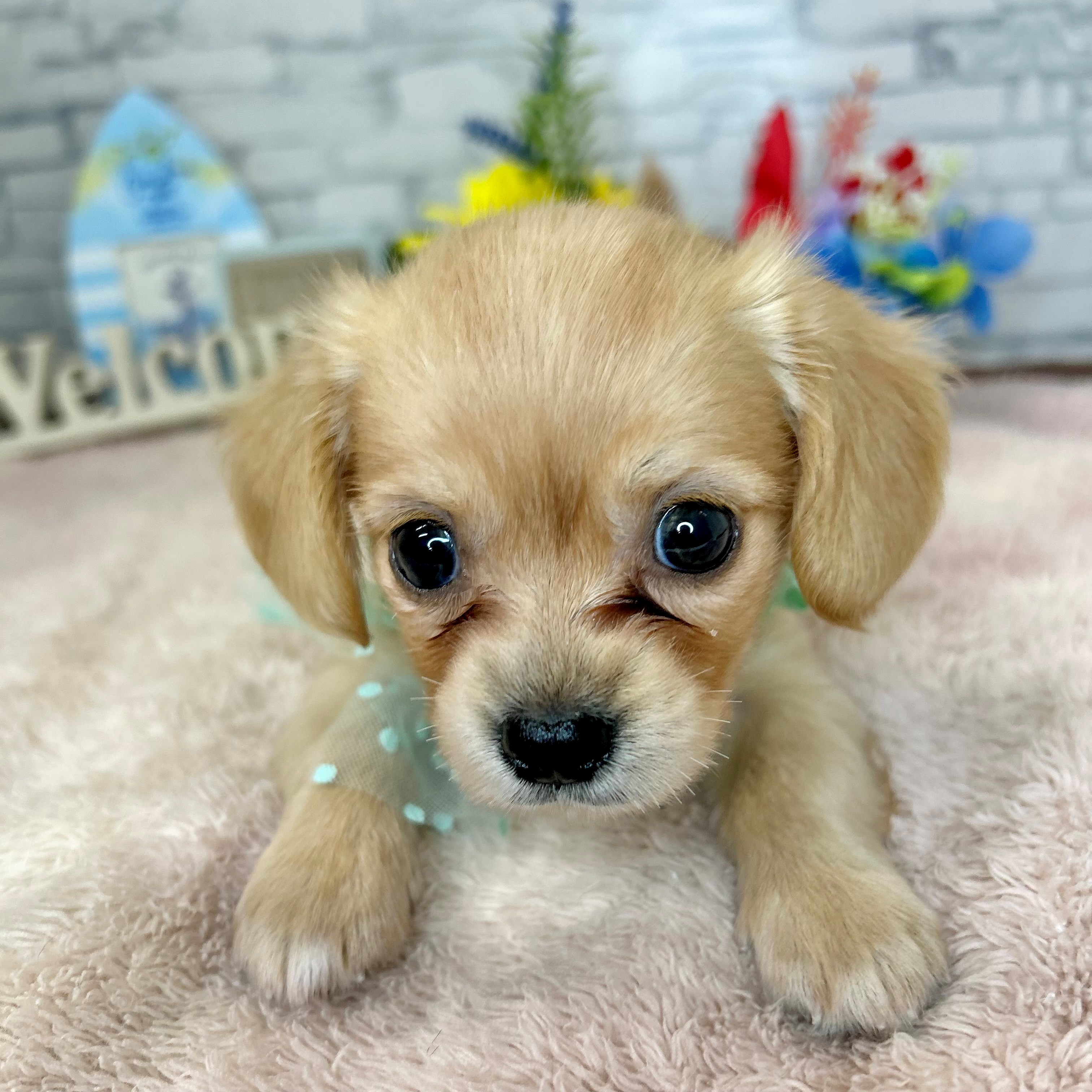 長野県のチワックス(チワワ×ダックス) (犬の家＆猫の里長野店/2026年6月8日生まれ/女の子/イエロー)の子犬の3枚目の画像