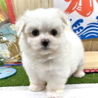 神奈川県のマルチーズ (犬の家＆猫の里小田原店/2026年6月9日生まれ/男の子/ホワイト)の子犬の3枚目の画像