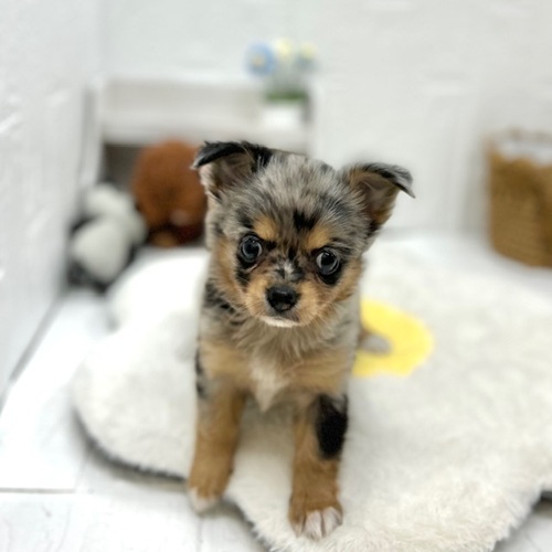 愛知県のパピチー/チワパピ(パピヨン×チワワ) (犬の家＆猫の里豊川インター店/2026年6月6日生まれ/女の子/ブルーマール)の子犬の3枚目の画像