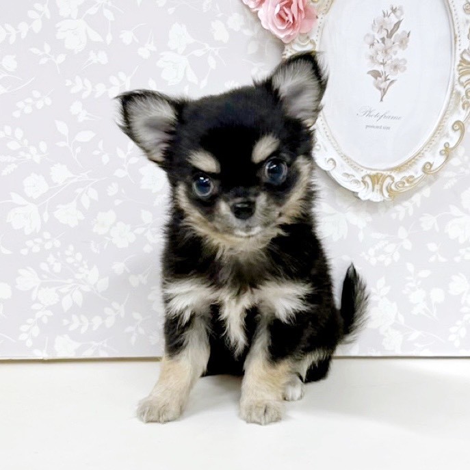富山県のチワワ(ロング) (犬の家＆猫の里アミーゴ高岡蓮花寺店/2026年6月8日生まれ/女の子/ブラックタン)の子犬の3枚目の画像