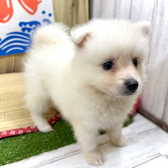 神奈川県の日本スピッツ (犬の家＆猫の里小田原店/2026年6月9日生まれ/女の子/ホワイト)の子犬の3枚目の画像