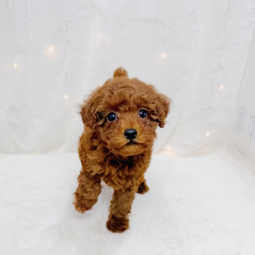 千葉県のトイプードル(トイ) (犬の家＆猫の里BIGHOPガーデンモール印西店/2026年6月8日生まれ/女の子/レッド)の子犬の3枚目の画像