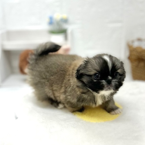 愛知県のペキニーズ (犬の家＆猫の里豊川インター店/2026年6月8日生まれ/男の子/フォーンホワイト)の子犬の3枚目の画像