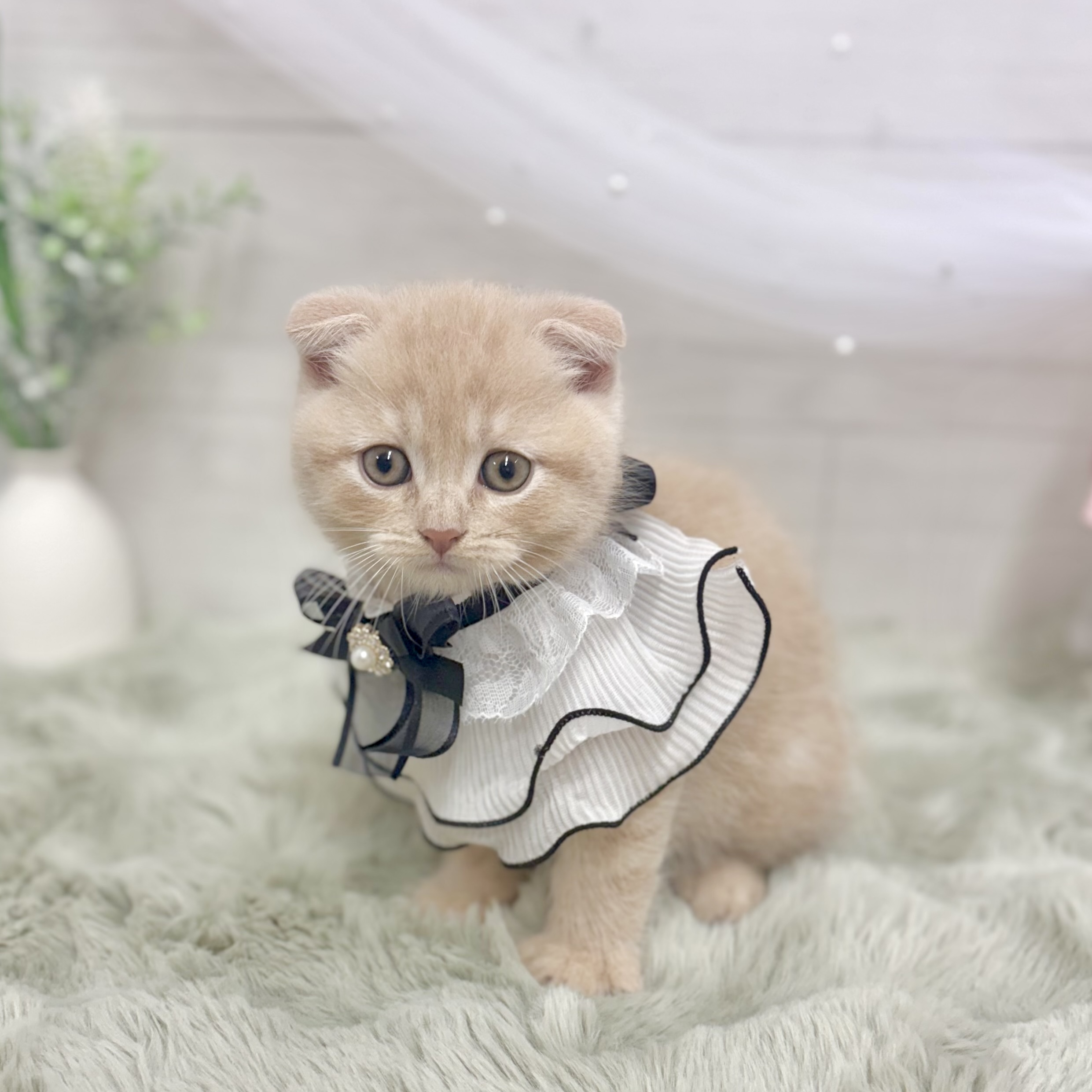 神奈川県のスコティッシュフォールド (犬の家＆猫の里相模原店/2026年6月4日生まれ/男の子/クリームタビー)の子猫の3枚目の画像