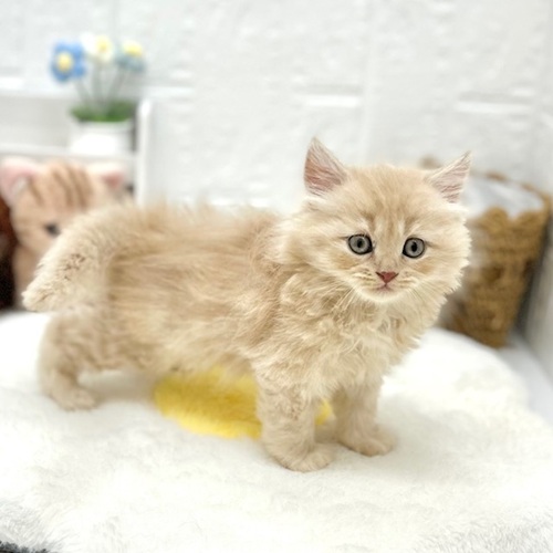 愛知県のスコティッシュフォールド (犬の家＆猫の里豊川インター店/2026年6月4日生まれ/女の子/クリーム)の子猫の3枚目の画像