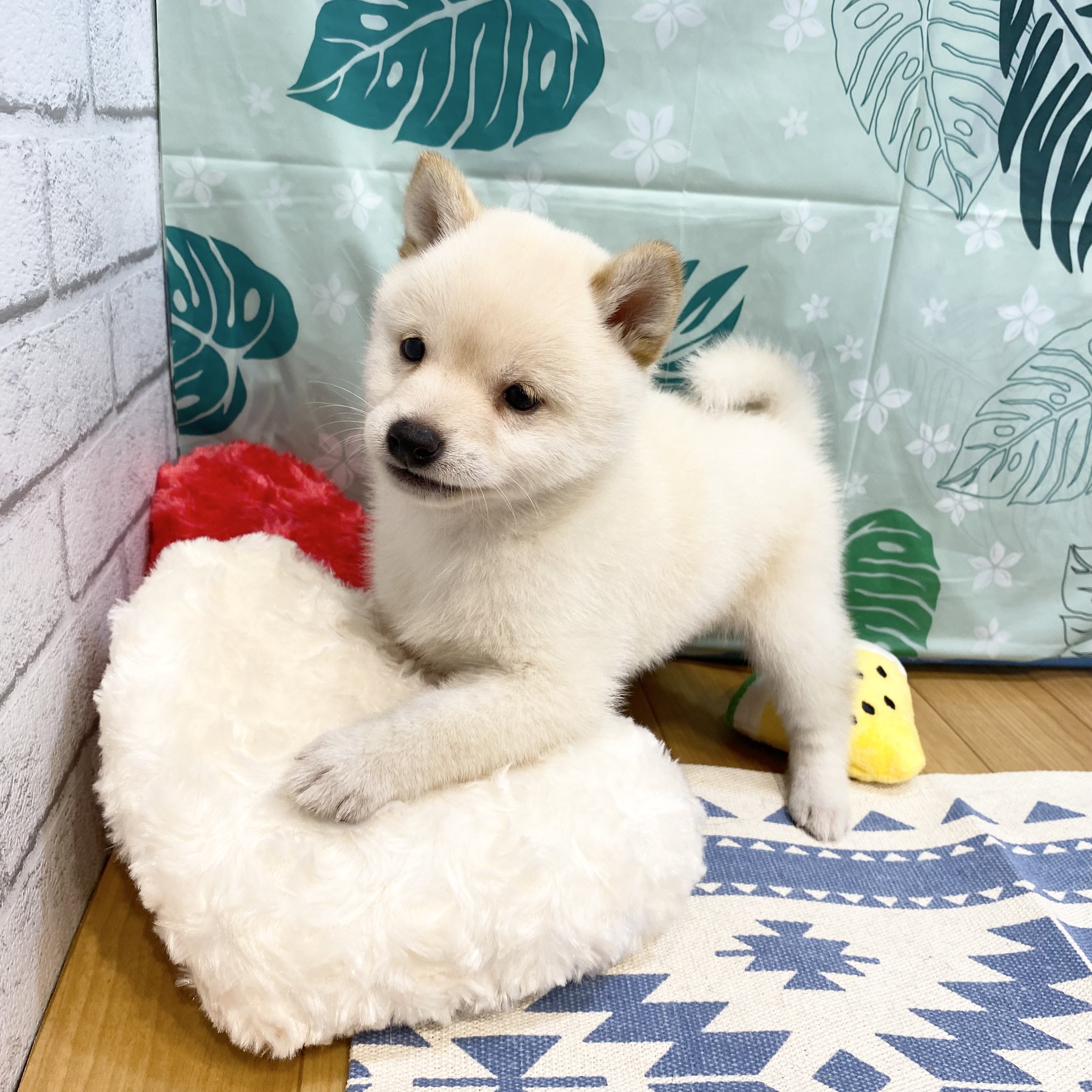 長野県の豆柴 (犬の家＆猫の里カインズ梓川店/2026年6月9日生まれ/女の子/白)の子犬の3枚目の画像