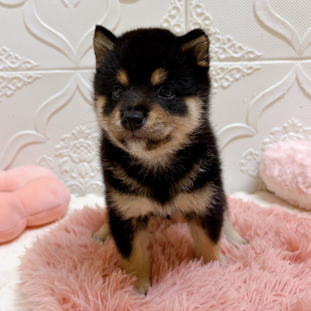 愛知県の豆柴 (犬の家＆猫の里岡崎店/2026年6月9日生まれ/女の子/黒)の子犬の3枚目の画像