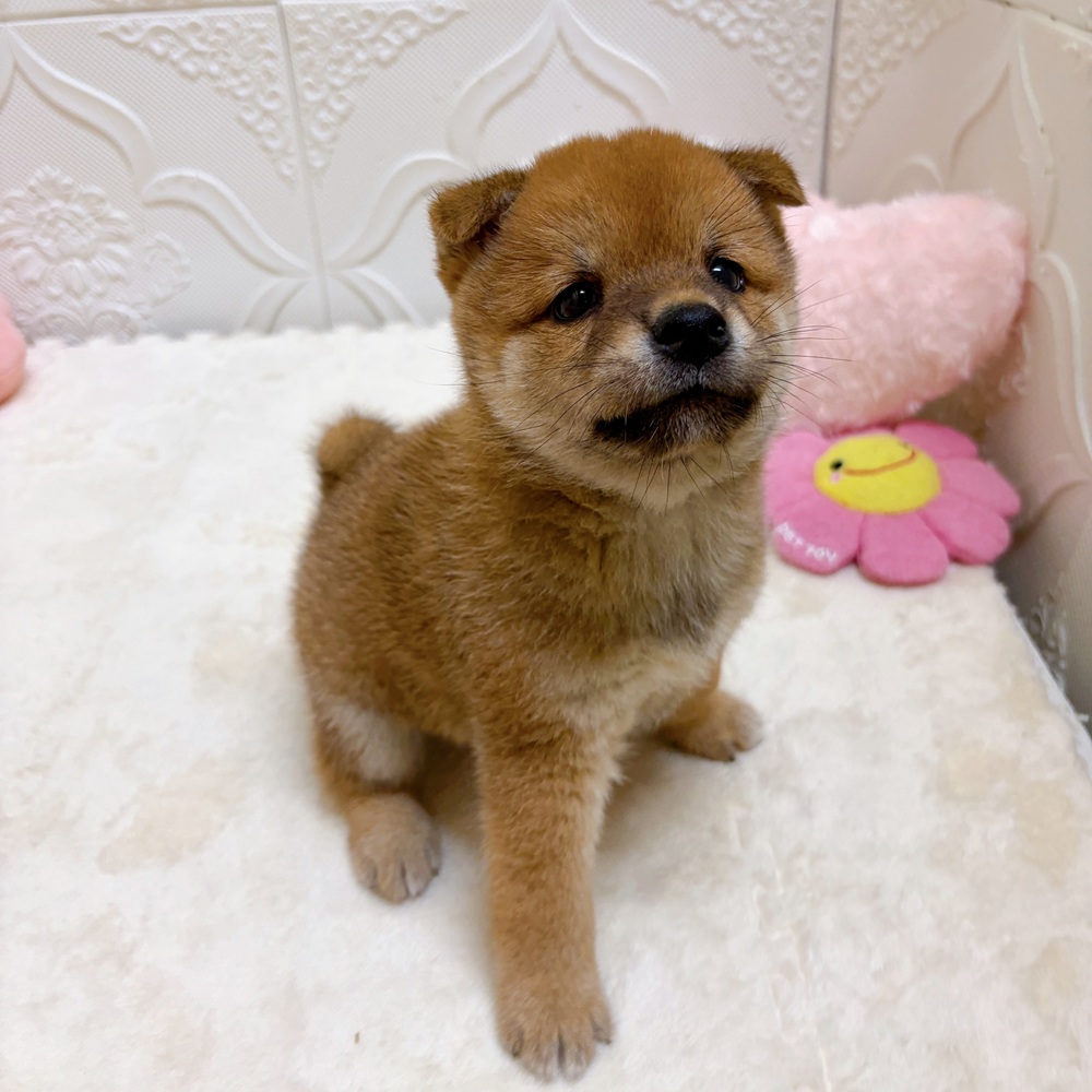 愛知県の柴犬(標準サイズ) (犬の家＆猫の里岡崎店/2026年6月9日生まれ/男の子/赤)の子犬の3枚目の画像