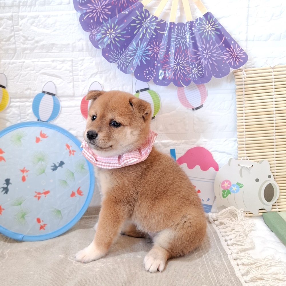 静岡県の柴犬(標準サイズ) (犬の家＆猫の里富士店/2026年6月9日生まれ/女の子/赤)の子犬の3枚目の画像