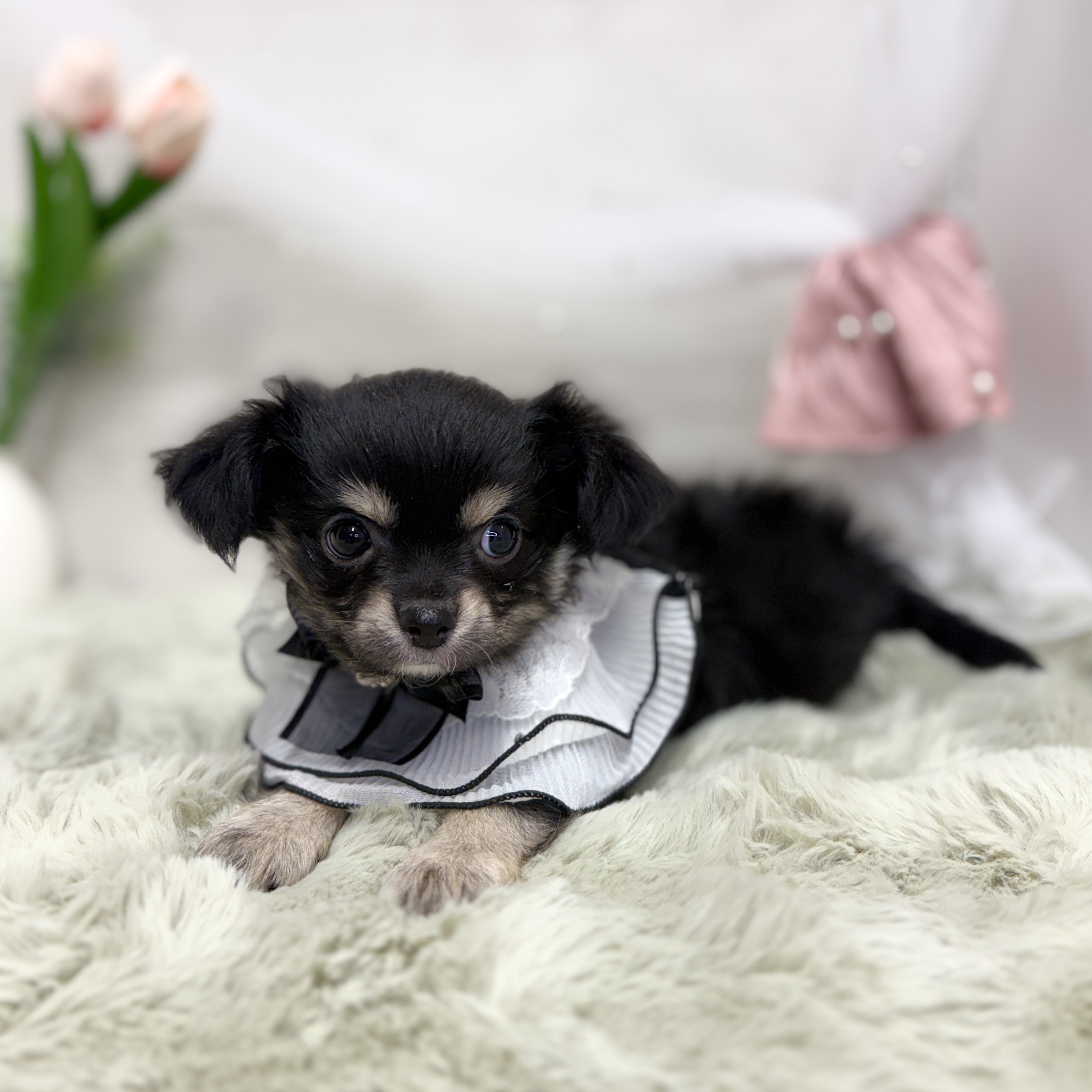 神奈川県のチワワ(ロング) (犬の家＆猫の里相模原店/2026年6月7日生まれ/女の子/ブラックタンホワイト)の子犬の3枚目の画像