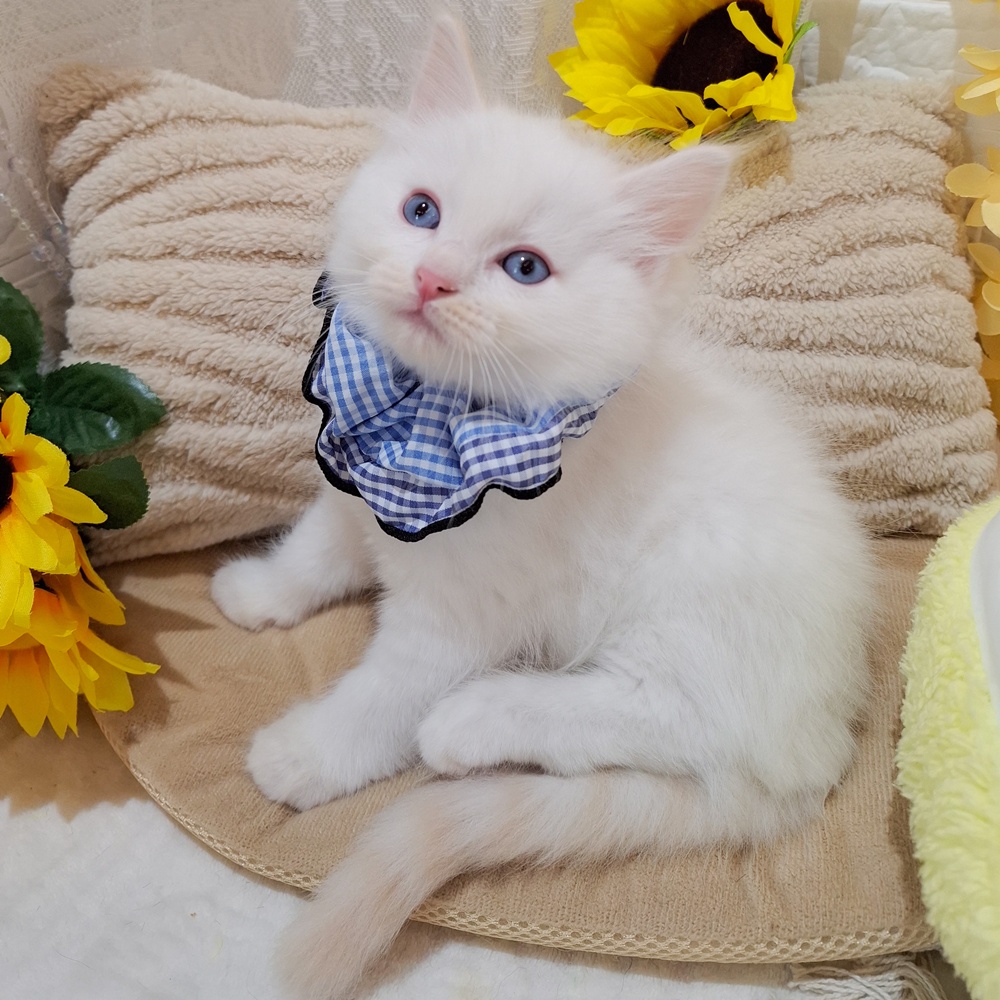静岡県のラグドール (犬の家＆猫の里富士店/2026年6月8日生まれ/男の子/クリームポイント)の子猫の3枚目の画像