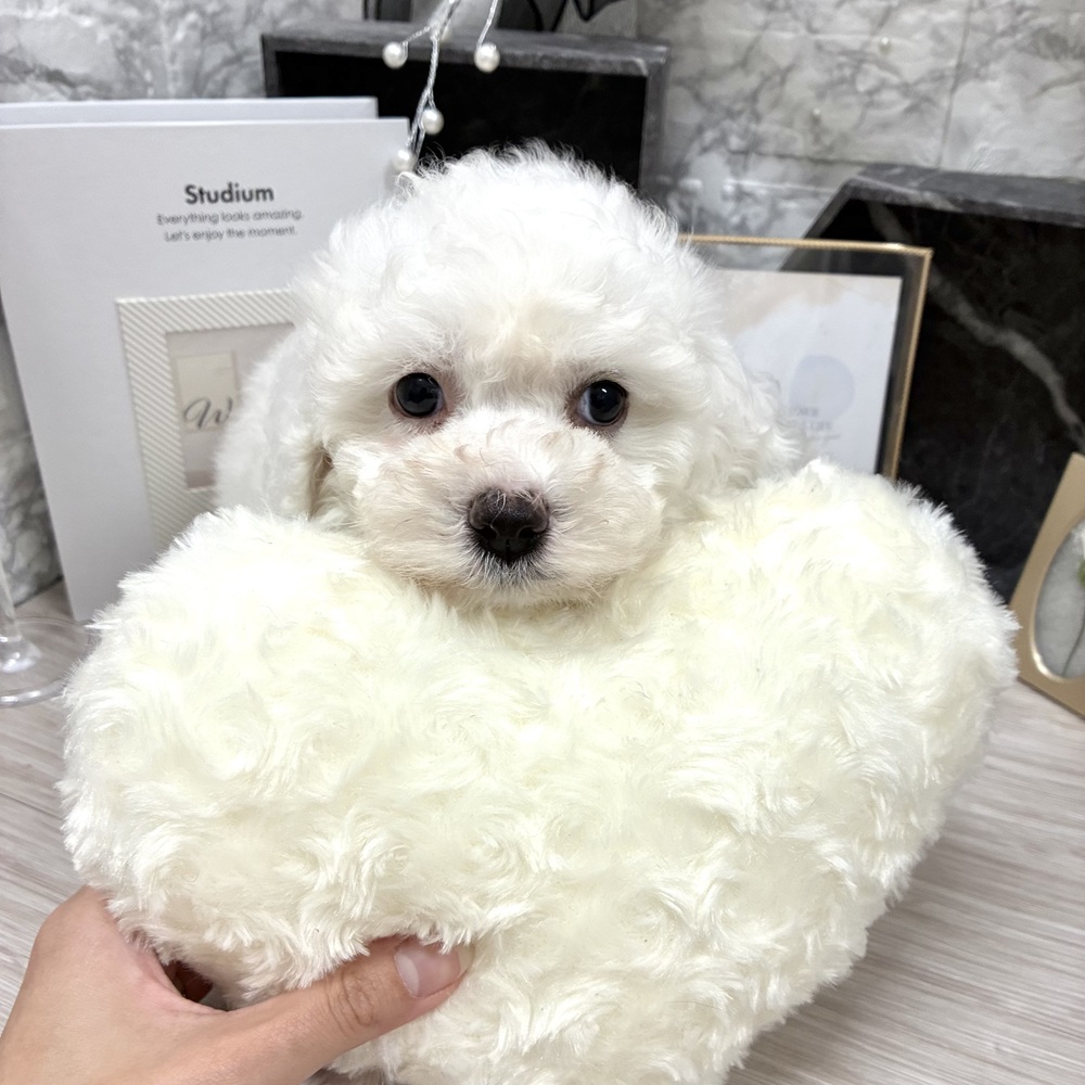 千葉県のビションフリーゼ (犬の家＆猫の里ワンズモール稲毛店/2026年6月8日生まれ/女の子/ホワイト)の子犬の3枚目の画像
