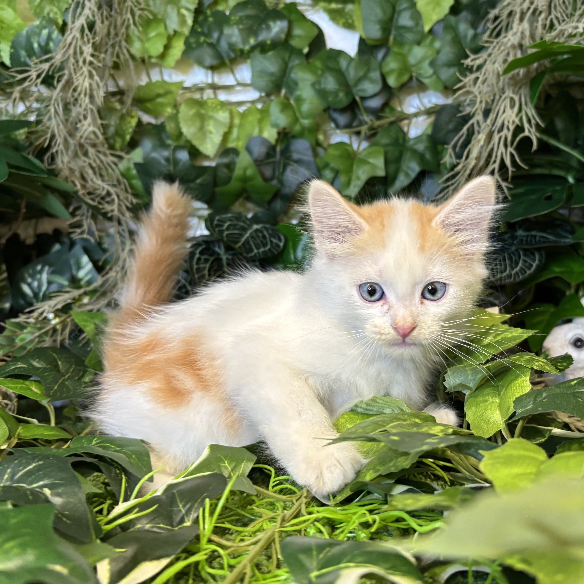 東京都のスコティッシュフォールド (犬の家＆猫の里新宿店/2026年6月6日生まれ/男の子/レッドタビーホワイト)の子猫の3枚目の画像