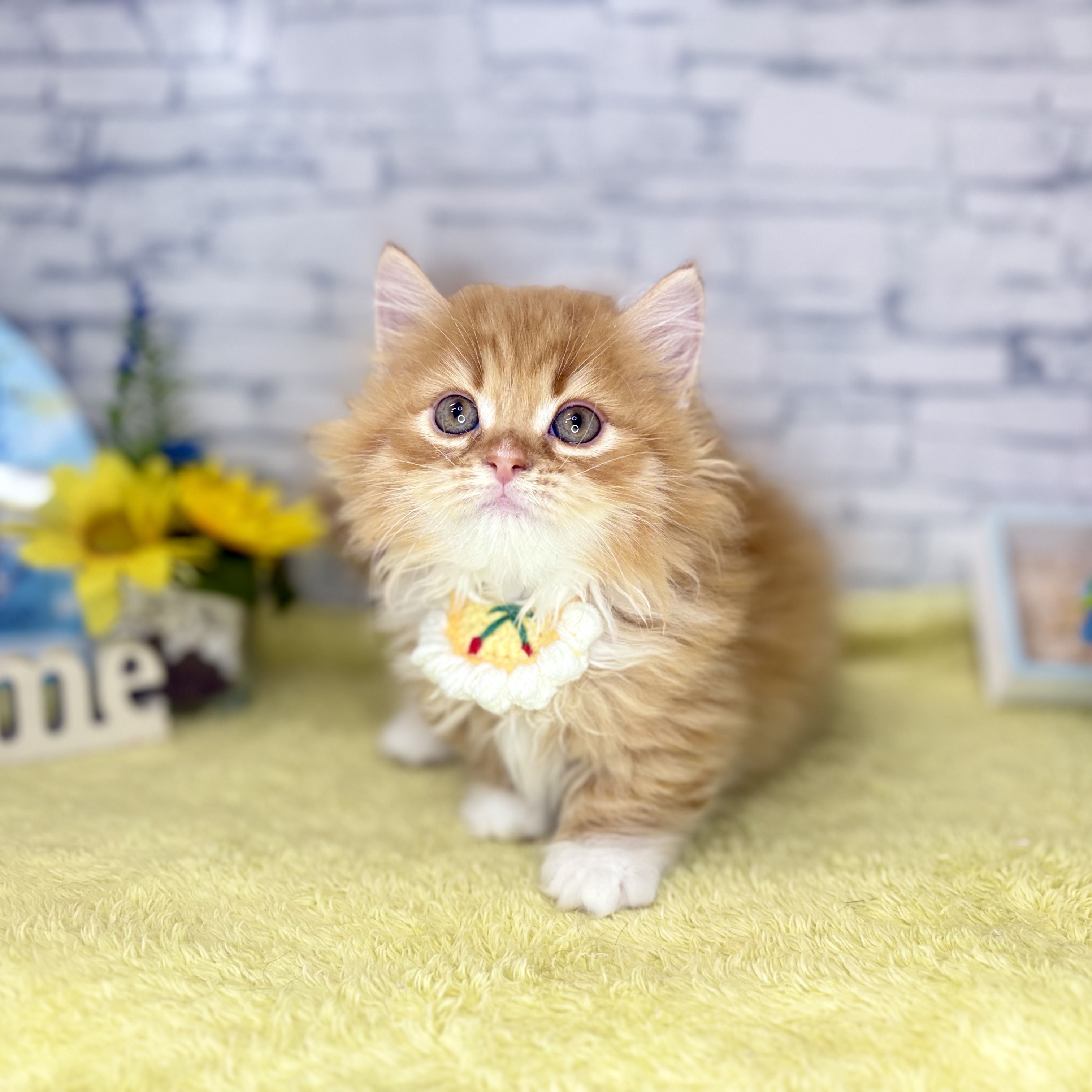 長野県のミヌエット (犬の家＆猫の里長野店/2026年6月4日生まれ/男の子/レッドタビーホワイト)の子猫の3枚目の画像