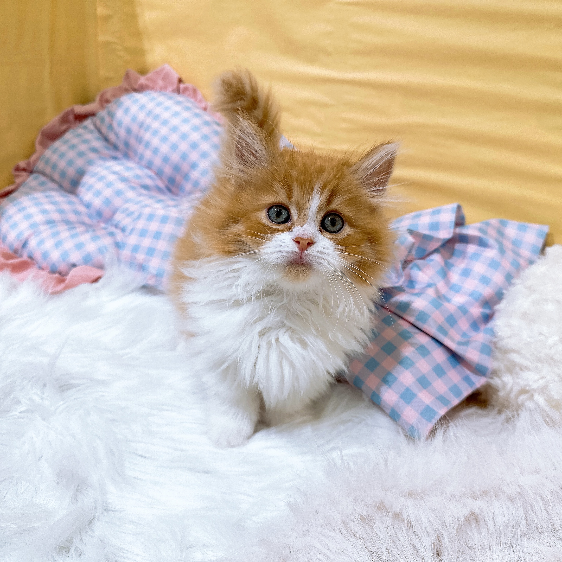 神奈川県のミヌエット (犬の家＆猫の里元住吉ブレーメン通り店/2026年6月4日生まれ/男の子/レッドタビーホワイト)の子猫の3枚目の画像