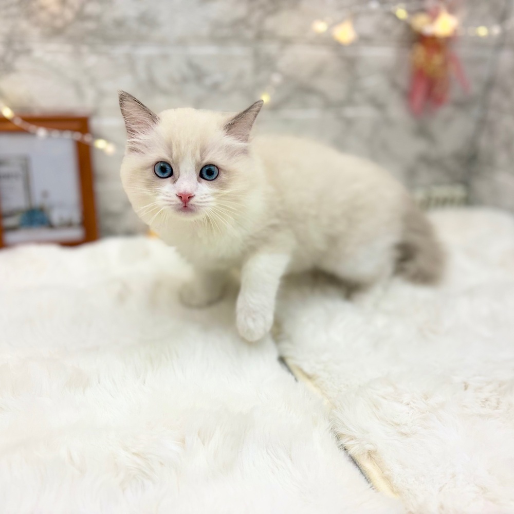 静岡県のラグドール (犬の家＆猫の里MEGAドン・キホーテ袋井店/2026年6月8日生まれ/男の子/ブルーポイントバイカラー)の子猫の3枚目の画像