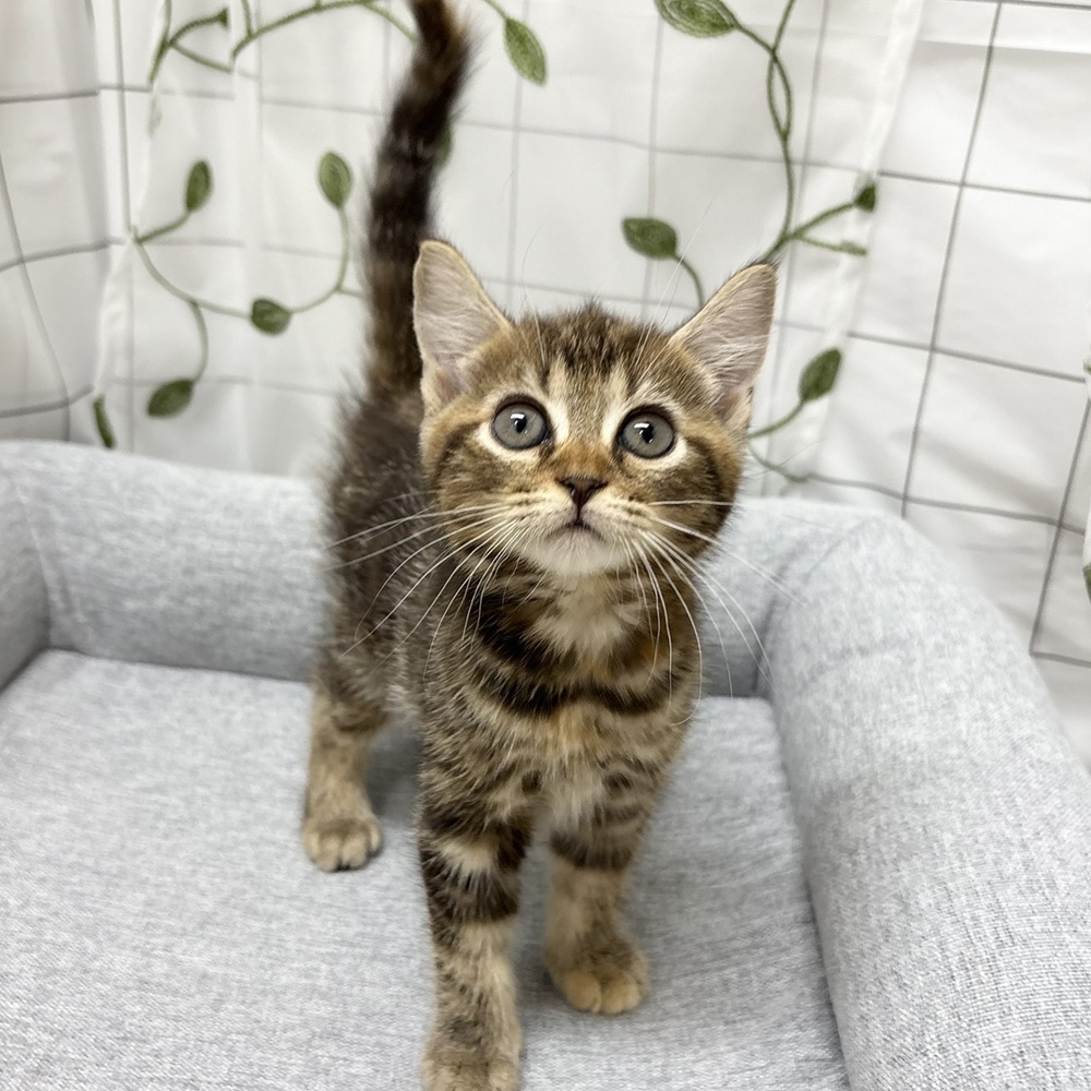 長野県のマンチカン (犬の家＆猫の里塩尻店/2026年6月3日生まれ/女の子/ブラウンパッチドタビー)の子猫の3枚目の画像