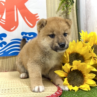 神奈川県の柴犬(標準サイズ) (犬の家＆猫の里小田原店/2026年6月8日生まれ/男の子/赤)の子犬の3枚目の画像