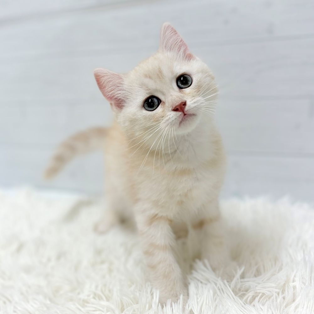 愛知県のミヌエット (犬の家＆猫の里豊田店/2026年6月4日生まれ/男の子/クリームタビー)の子猫の3枚目の画像