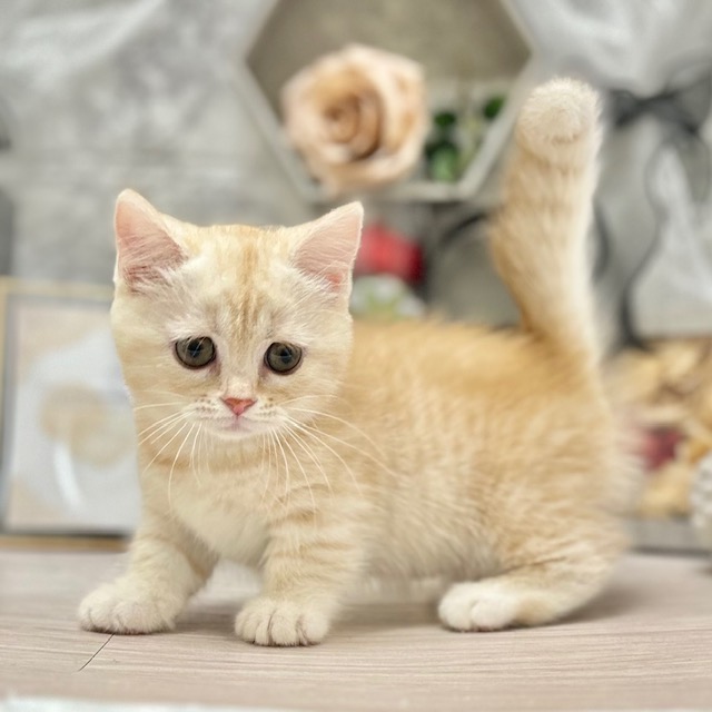 千葉県のミヌエット (犬の家＆猫の里ワンズモール稲毛店/2026年6月4日生まれ/女の子/クリームタビー)の子猫の3枚目の画像