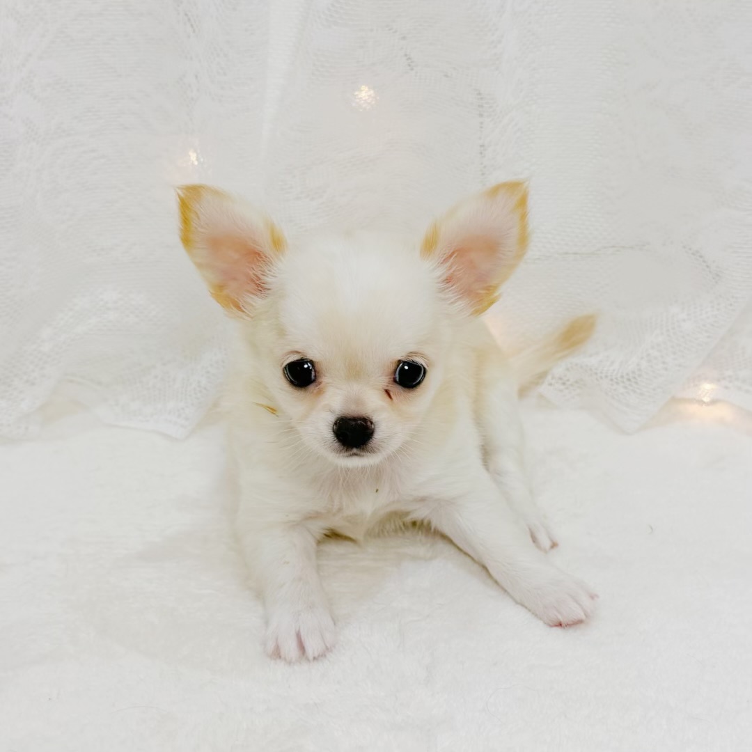 千葉県のチワワ(ロング) (犬の家＆猫の里BIGHOPガーデンモール印西店/2026年6月9日生まれ/女の子/クリーム)の子犬の3枚目の画像