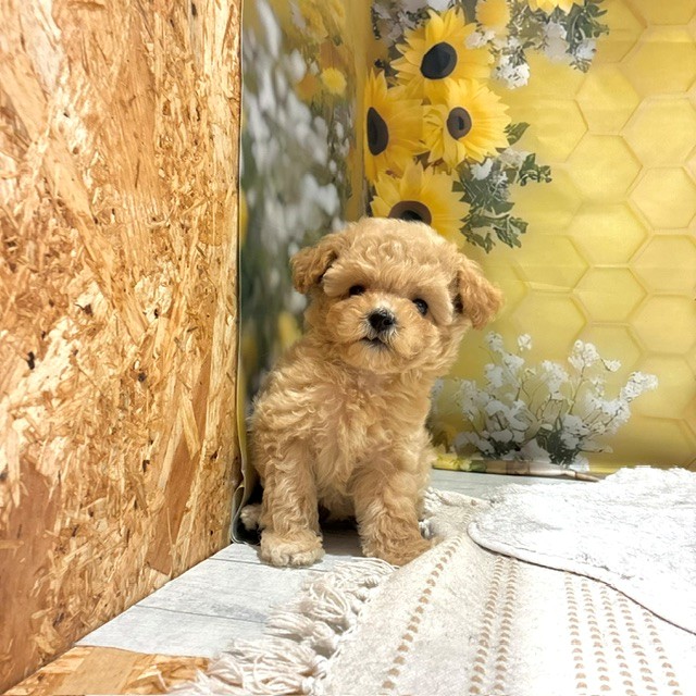 福岡県のマルプー(マルチーズ×プードル) (犬の家＆猫の里トリアス久山店/2026年6月7日生まれ/女の子/アプリコット)の子犬の3枚目の画像