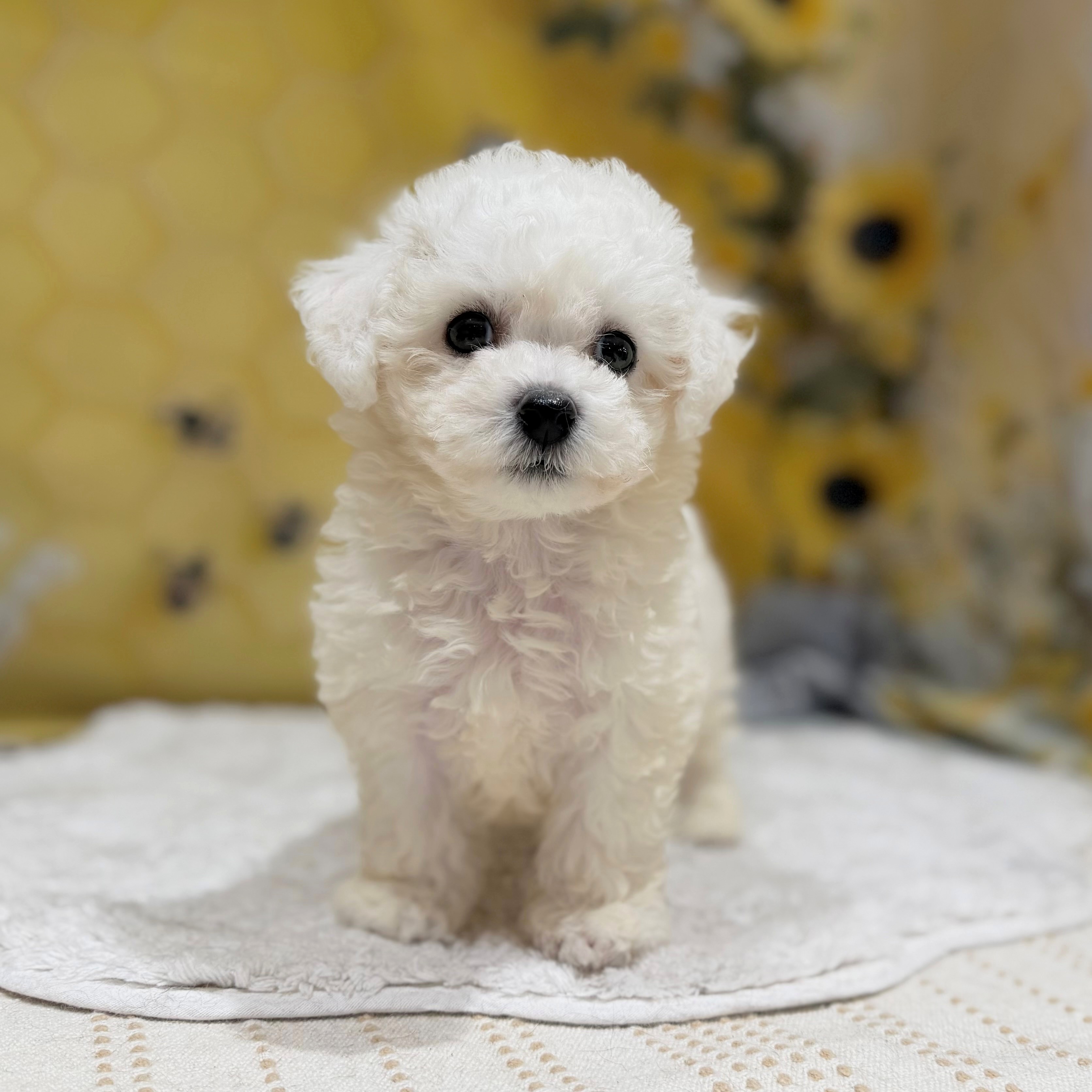 福岡県のビションフリーゼ (犬の家＆猫の里トリアス久山店/2026年6月9日生まれ/男の子/ホワイト)の子犬の3枚目の画像