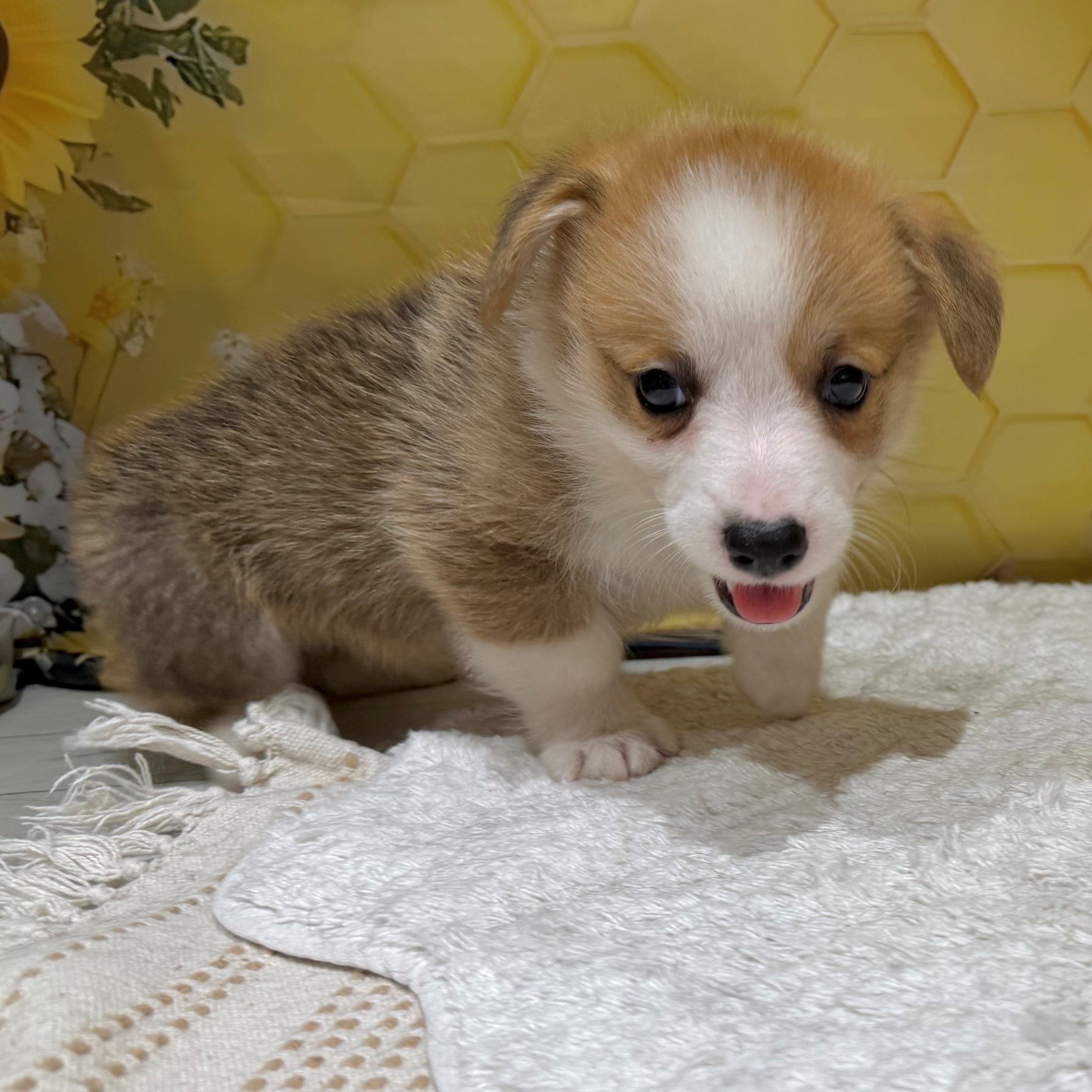 福岡県のウェルシュコーギーペンブローク (犬の家＆猫の里トリアス久山店/2026年6月8日生まれ/男の子/レッドホワイト)の子犬の1枚目の画像