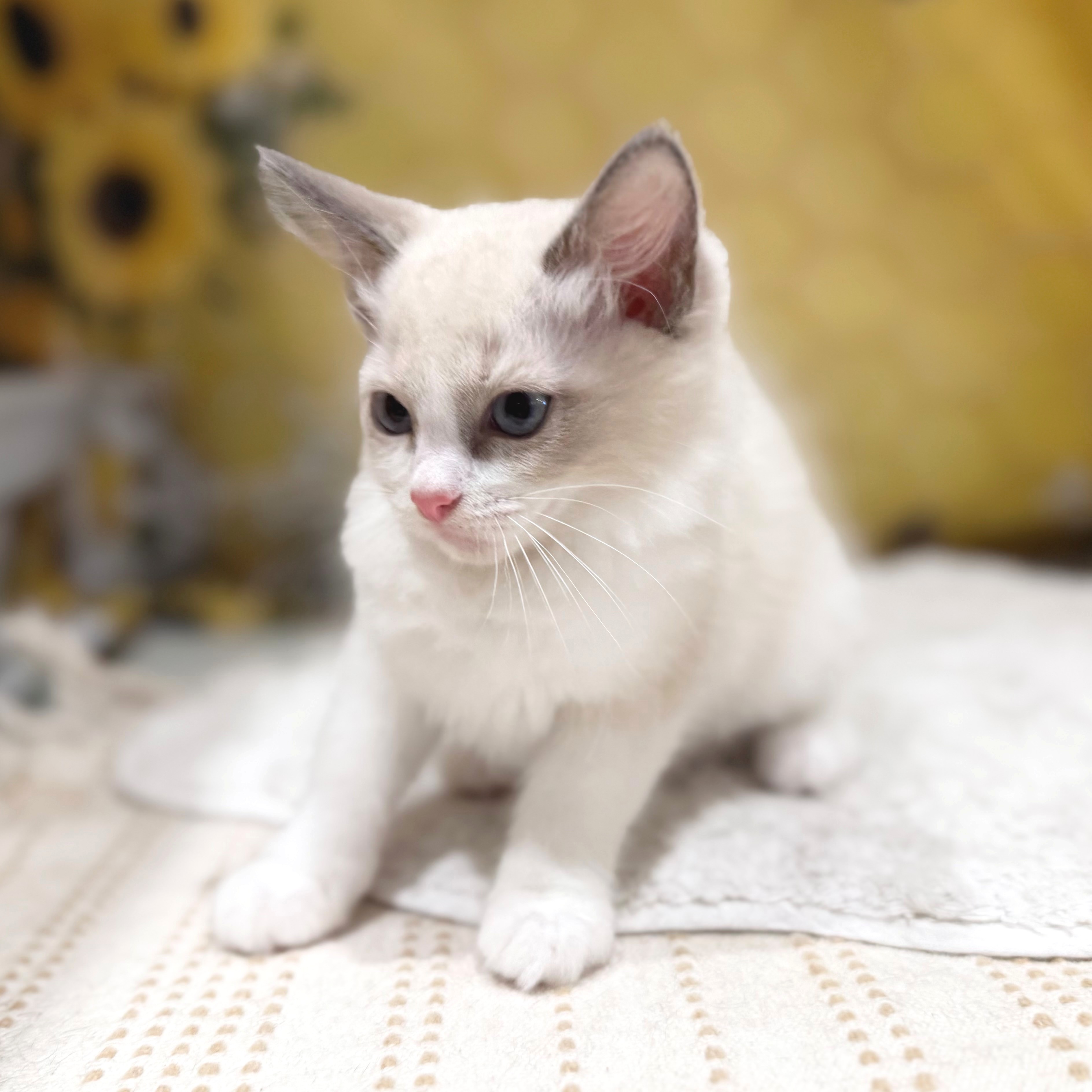 福岡県のラグドール (犬の家＆猫の里トリアス久山店/2026年6月7日生まれ/男の子/ブルーポイントバイカラー)の子猫の3枚目の画像