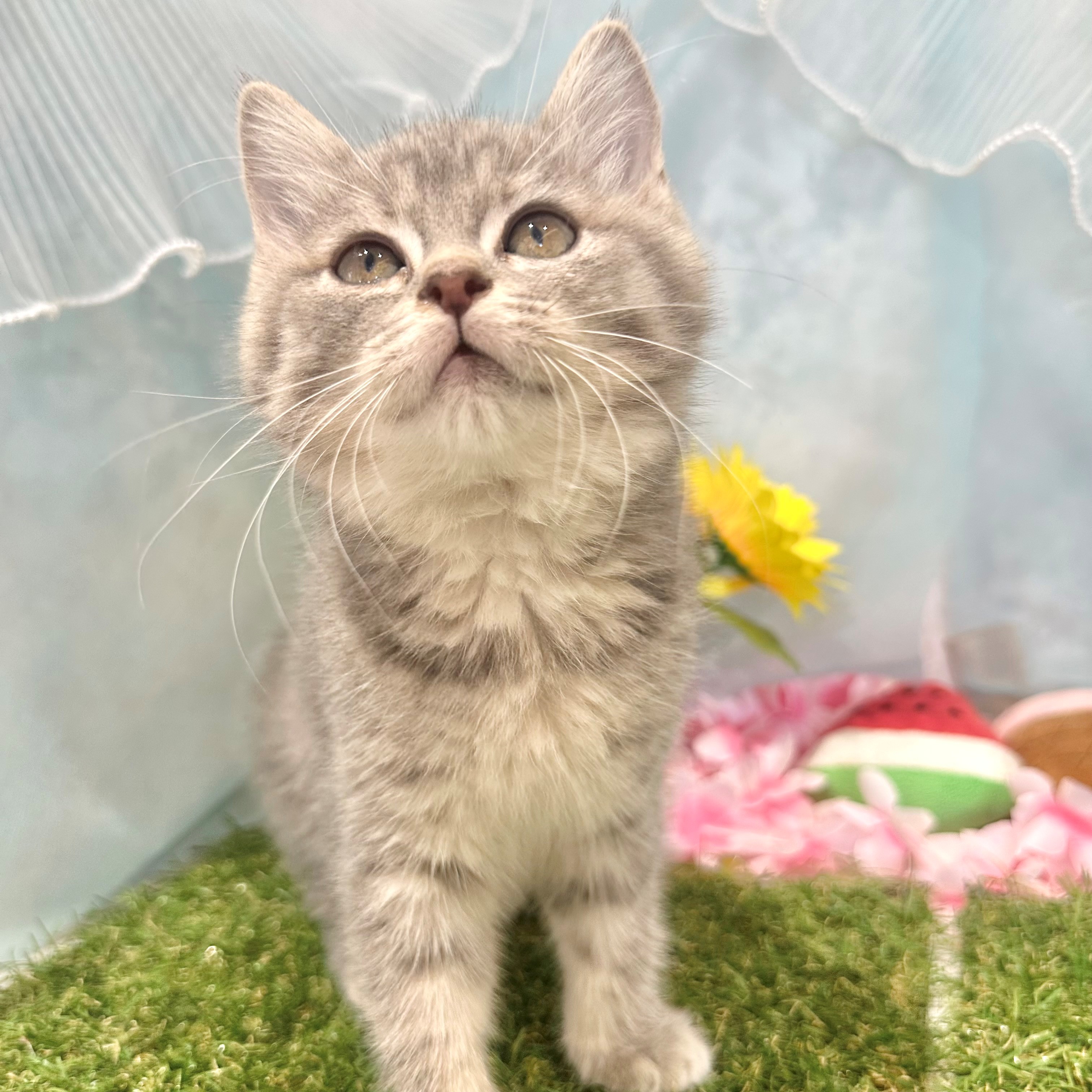 福岡県のスコティッシュフォールド (犬の家＆猫の里くりえいと宗像店/2026年6月4日生まれ/女の子/ブルーパッチドタビーホワイト)の子猫の3枚目の画像